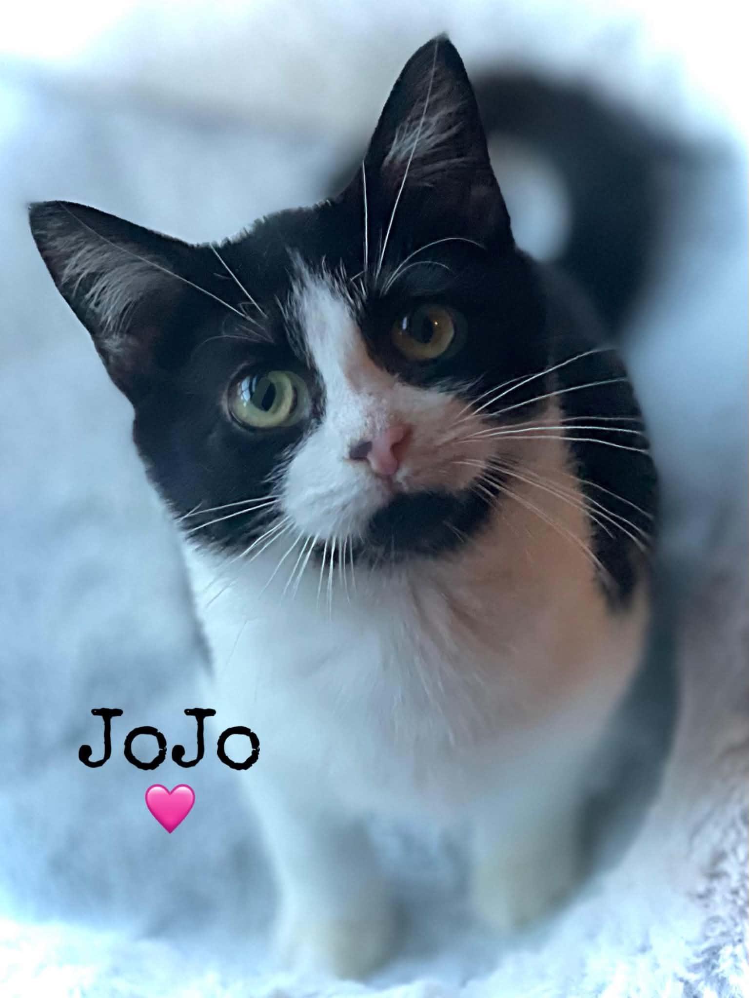JoJo, Adoptable, Kitten Female Domestic Short Hair.