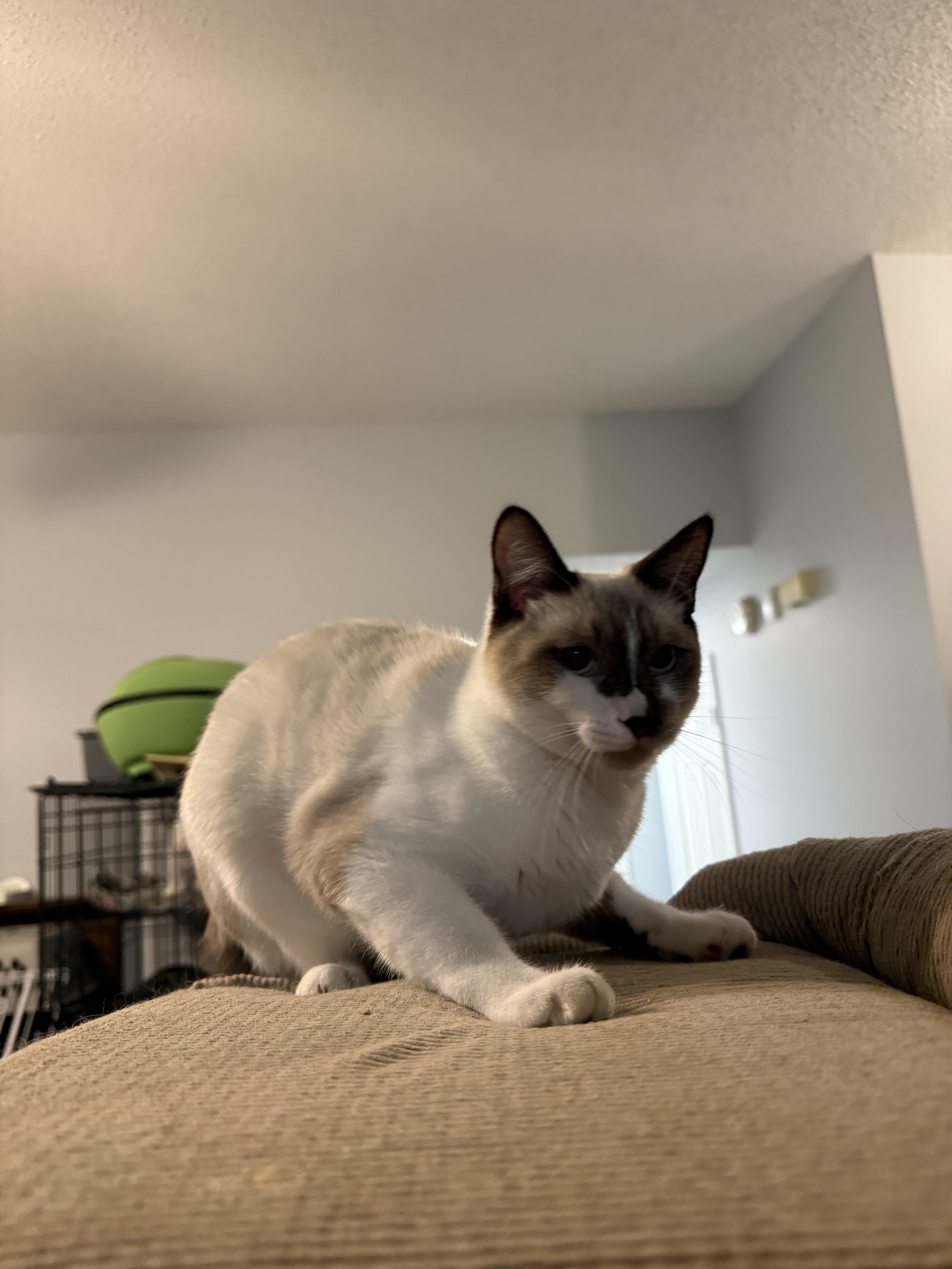 Drama King, Adoptable, Young Male Domestic Short Hair & Snowshoe.