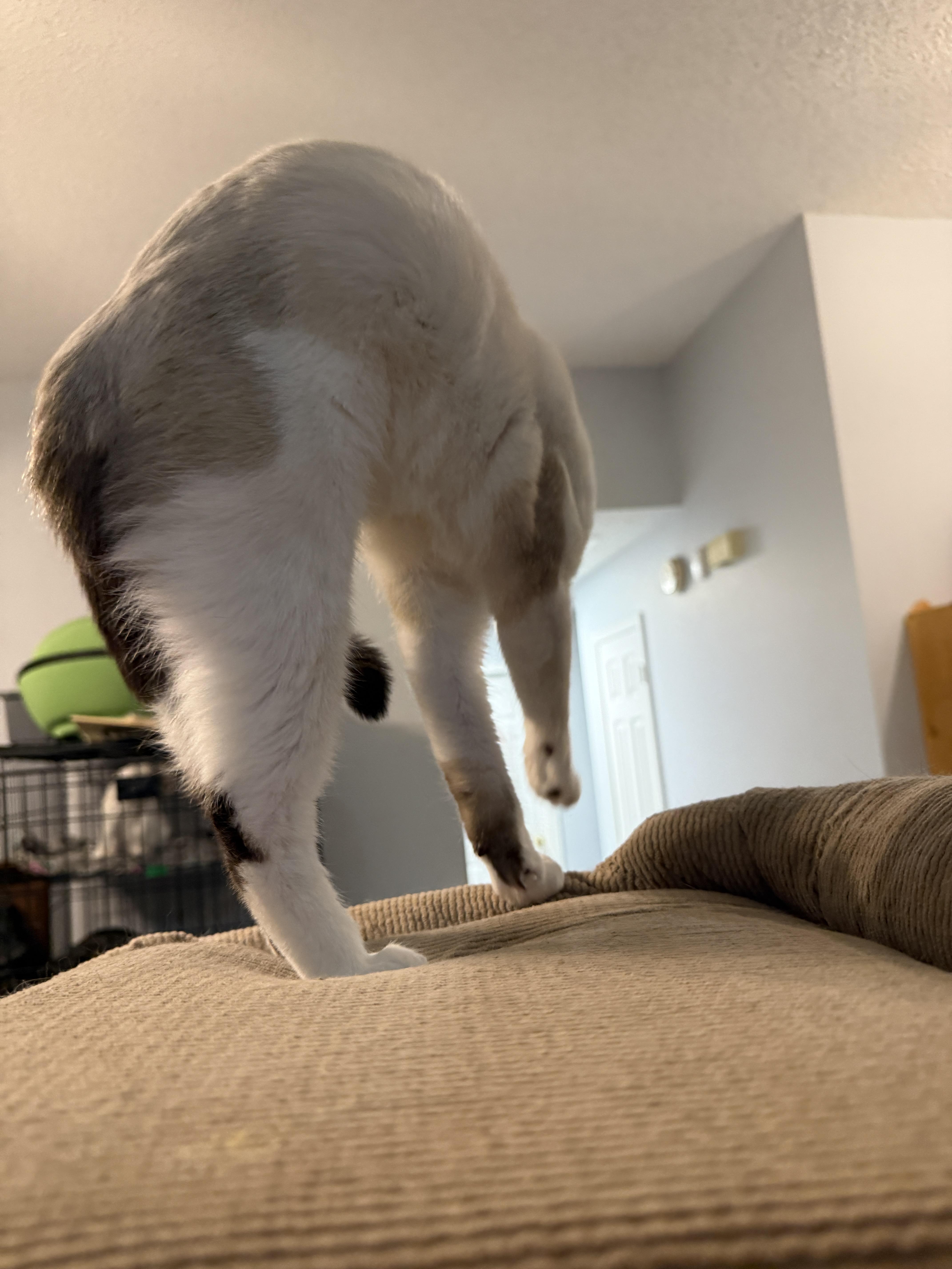 Enlarge Drama King, a Adoptable mixed breed in Irmo, SC image 1/6