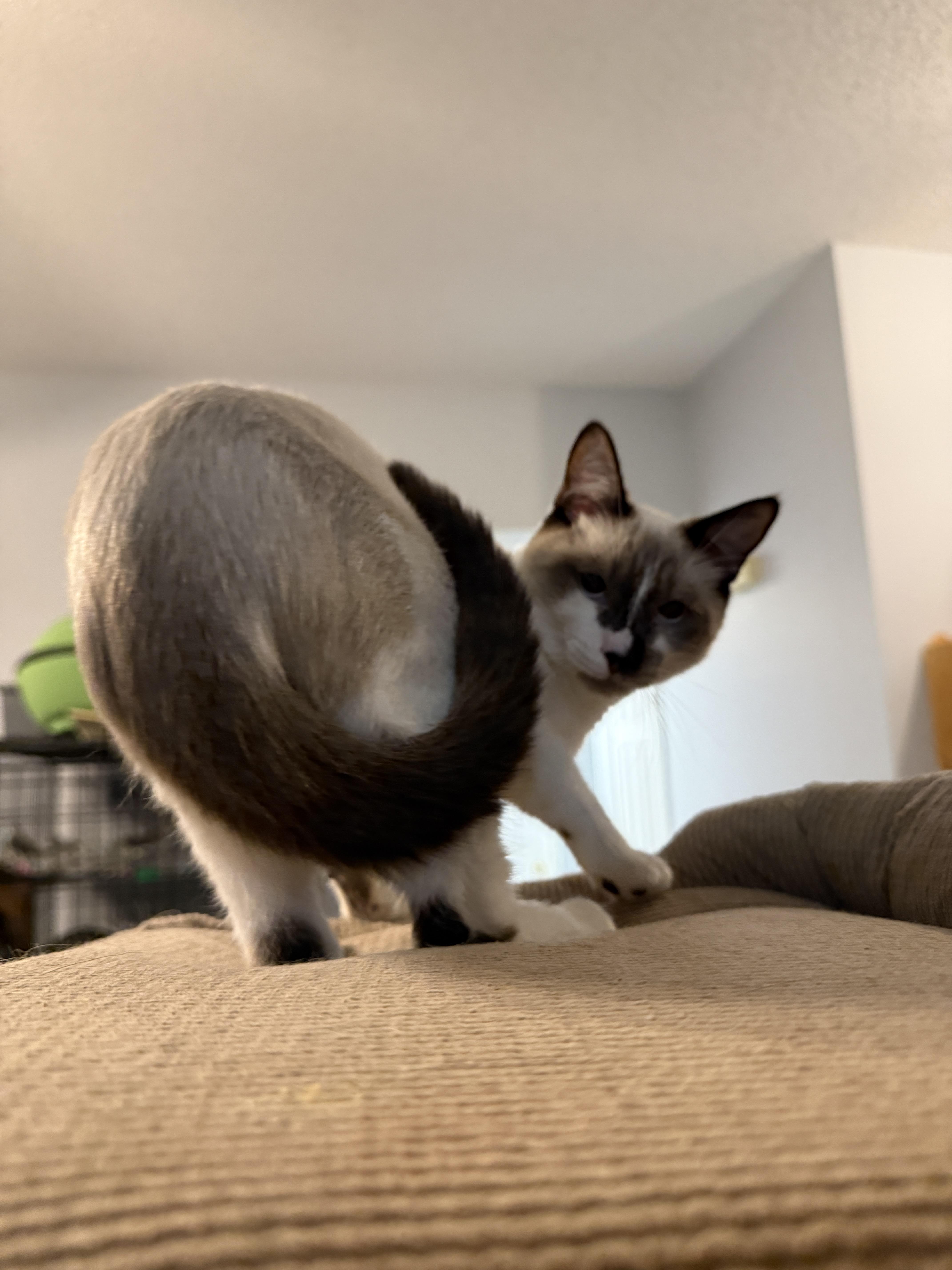 Enlarge Drama King, a Adoptable mixed breed in Irmo, SC image 3/6