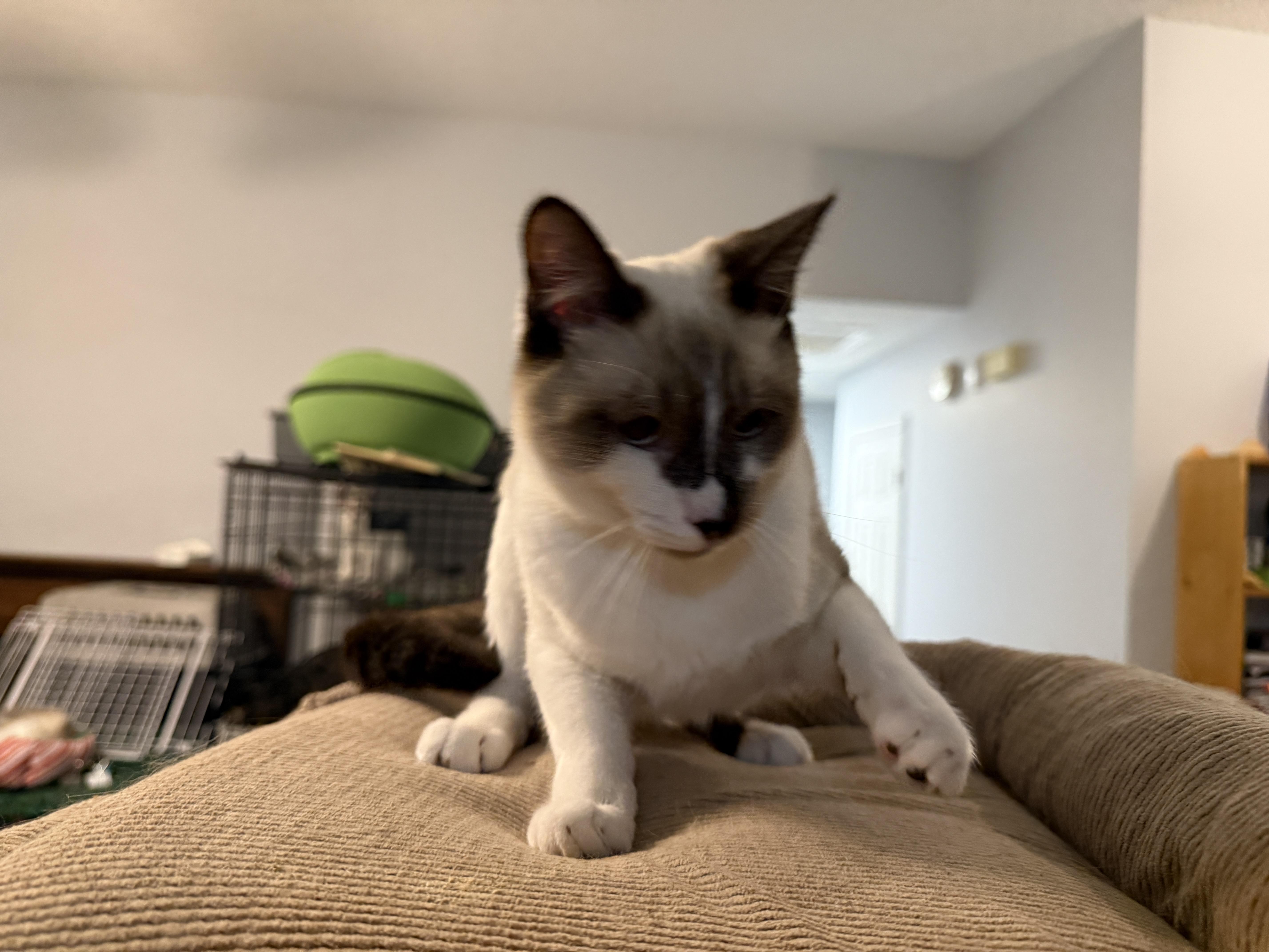 Enlarge Drama King, a Adoptable mixed breed in Irmo, SC image 4/6