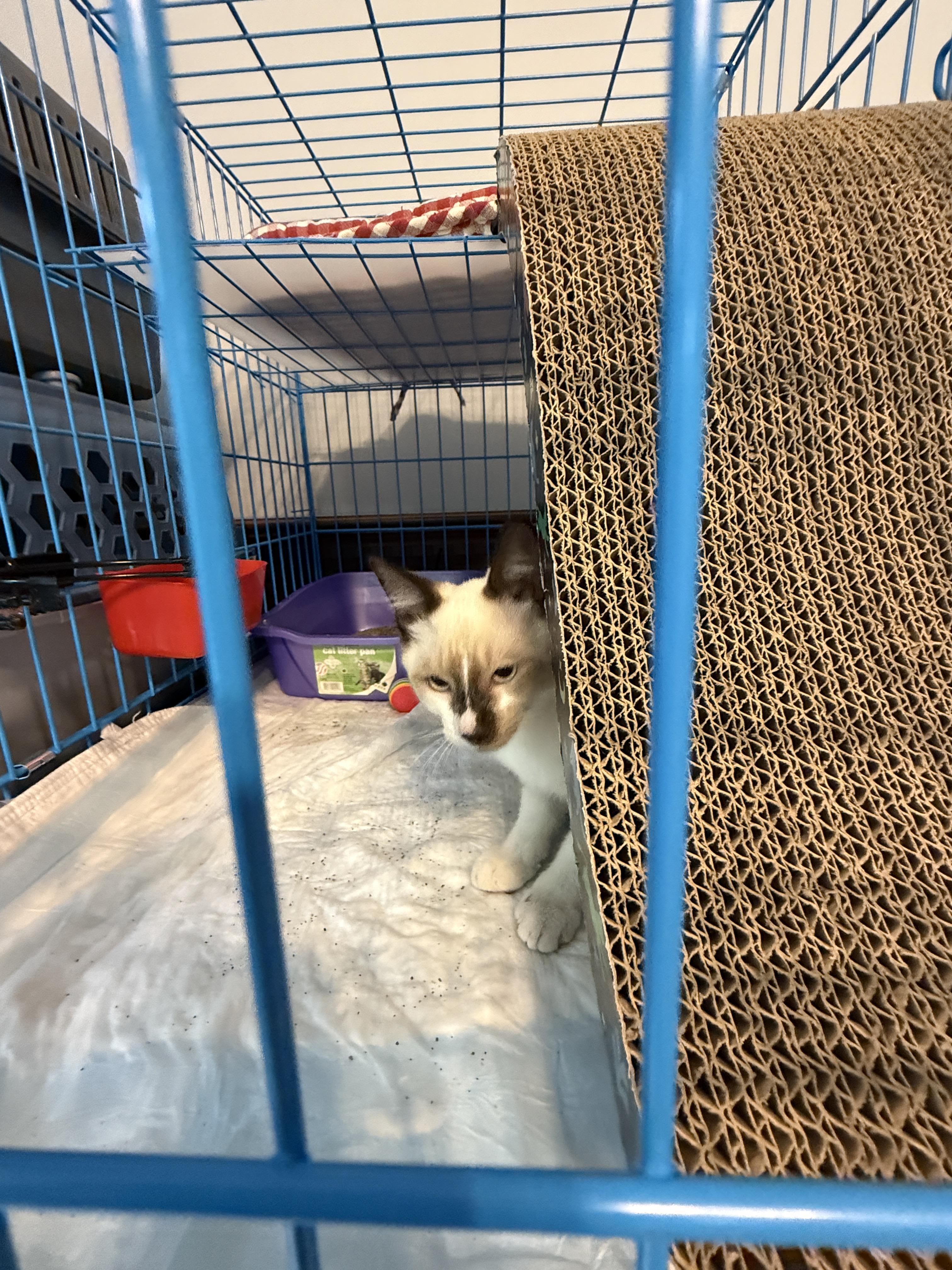 Enlarge Drama King, a Adoptable mixed breed in Irmo, SC image 6/6