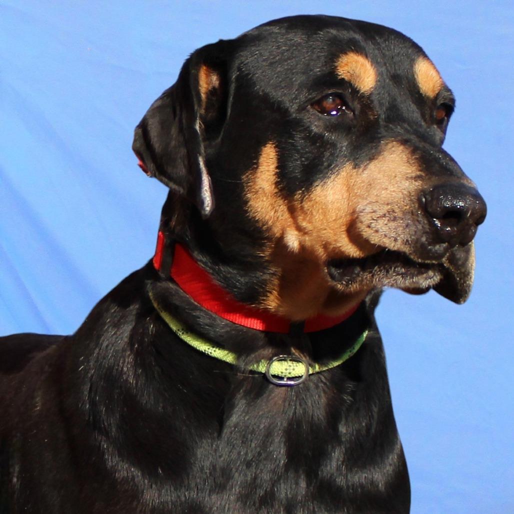 Enlarge Zara, a Adoptable Mixed Breed in Las Cruces, NM image 2/6