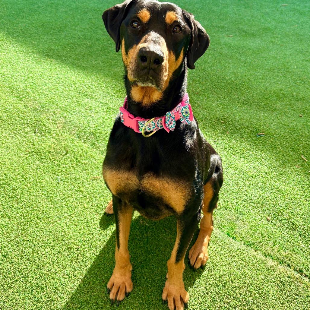 Enlarge Zara, a Adoptable Mixed Breed in Las Cruces, NM image 4/6