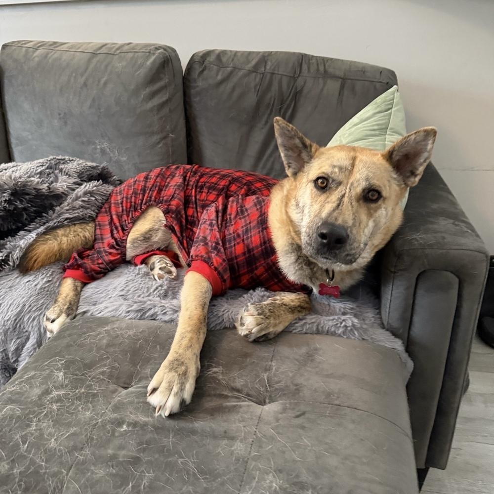 Hugo, Adoptable, Adult Male Siberian Husky.