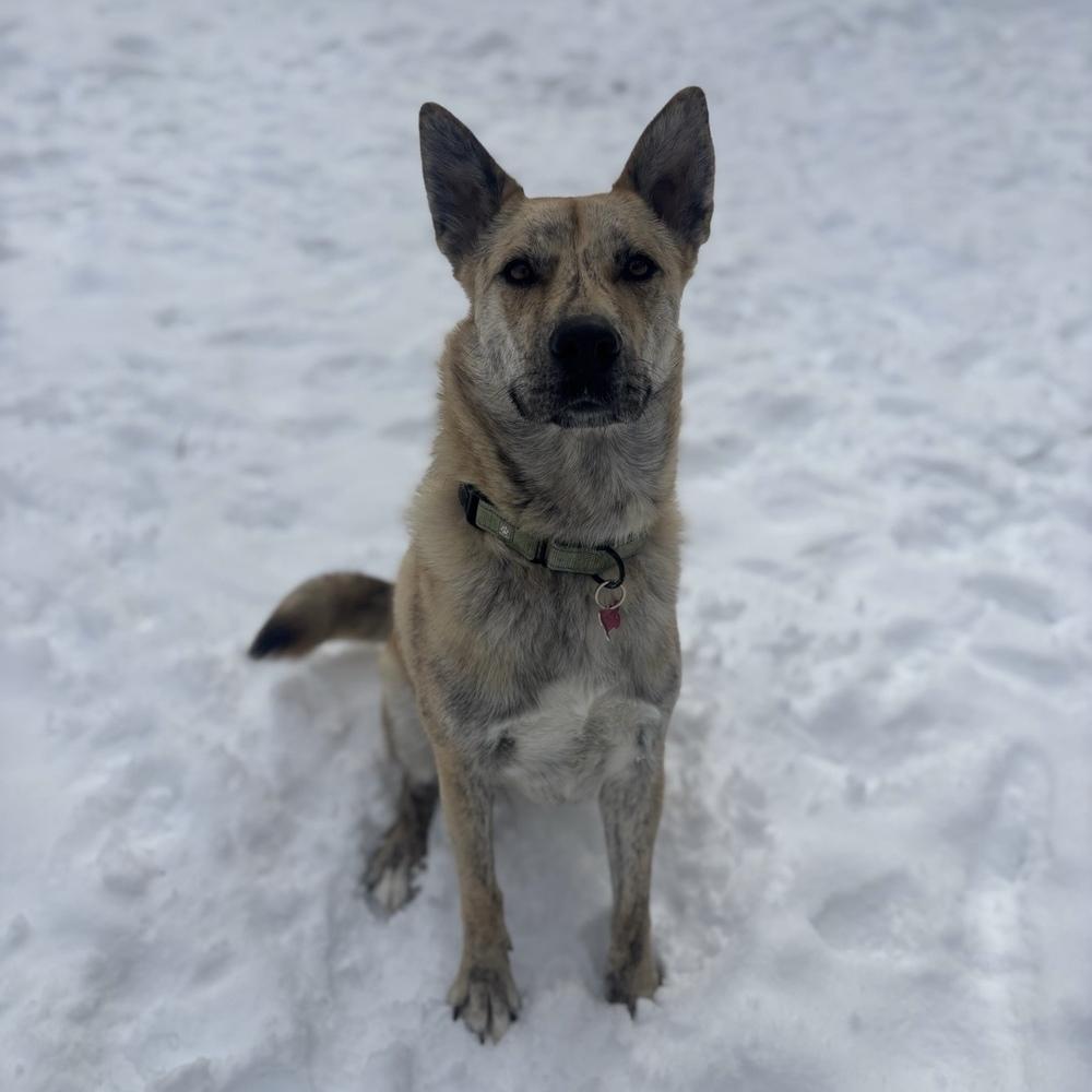 Enlarge Hugo, a Adoptable mixed breed in Boston, MA image 3/6