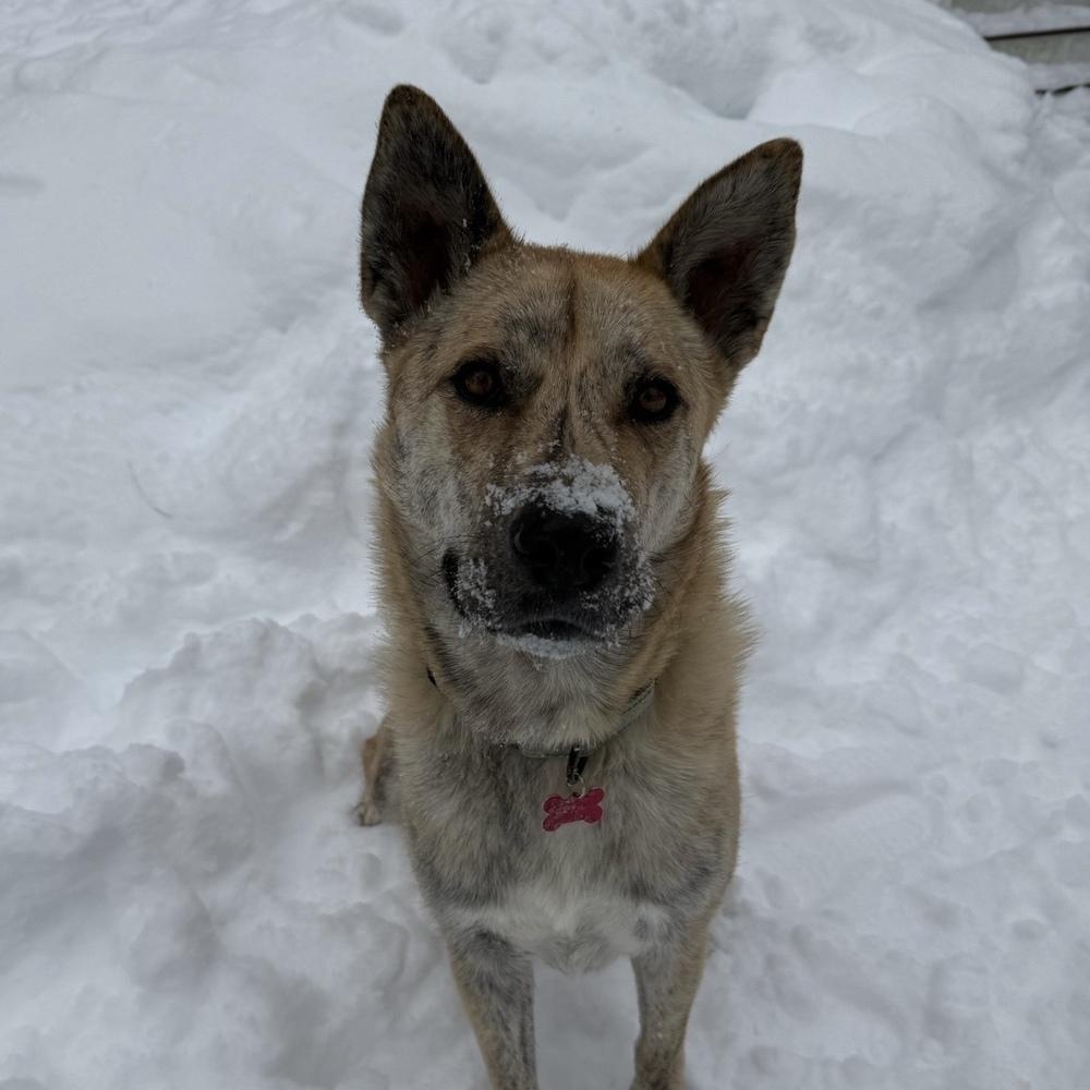 Enlarge Hugo, a Adoptable mixed breed in Boston, MA image 4/6