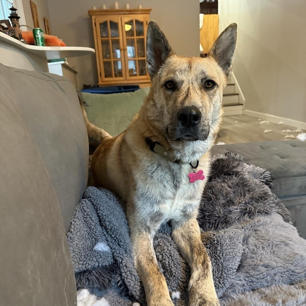 Enlarge Hugo, a Adoptable mixed breed in Boston, MA image 5/6