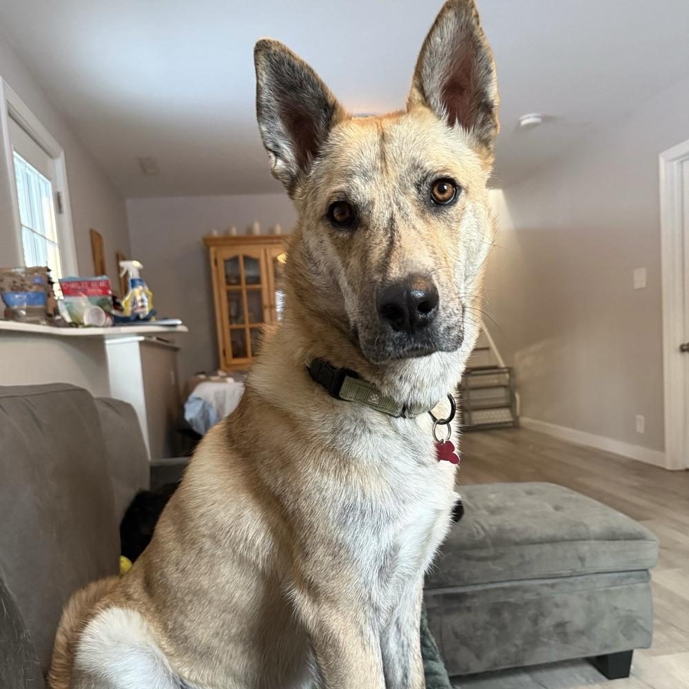 Enlarge Hugo, a Adoptable mixed breed in Boston, MA image 6/6