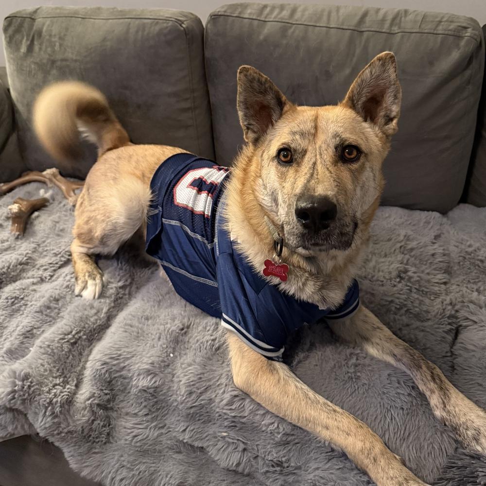 Enlarge Hugo, a Adoptable mixed breed in Boston, MA image 6/6