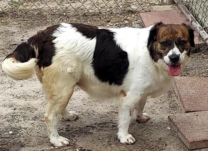 Paisley, Adoptable, Adult Female Mixed Breed.