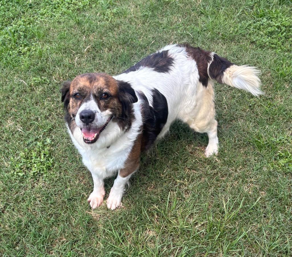 Enlarge Paisley, a Adoptable Mixed Breed in Ocala, FL image 6/6