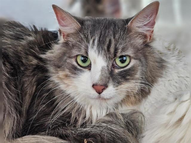 CORAL, Adoptable, Adult Female Domestic Medium Hair.