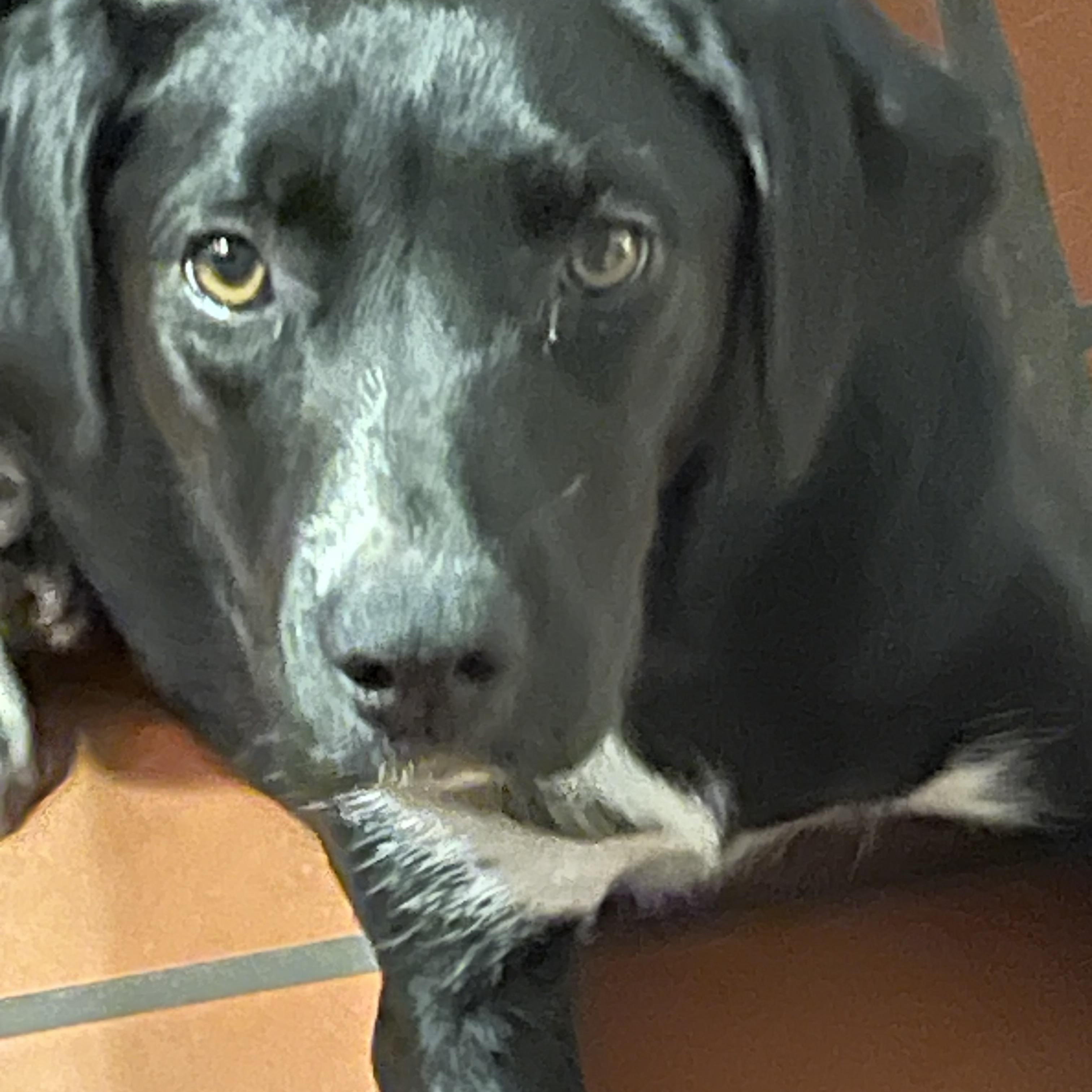 Magic, Adoptable, Young Female Black Labrador Retriever.