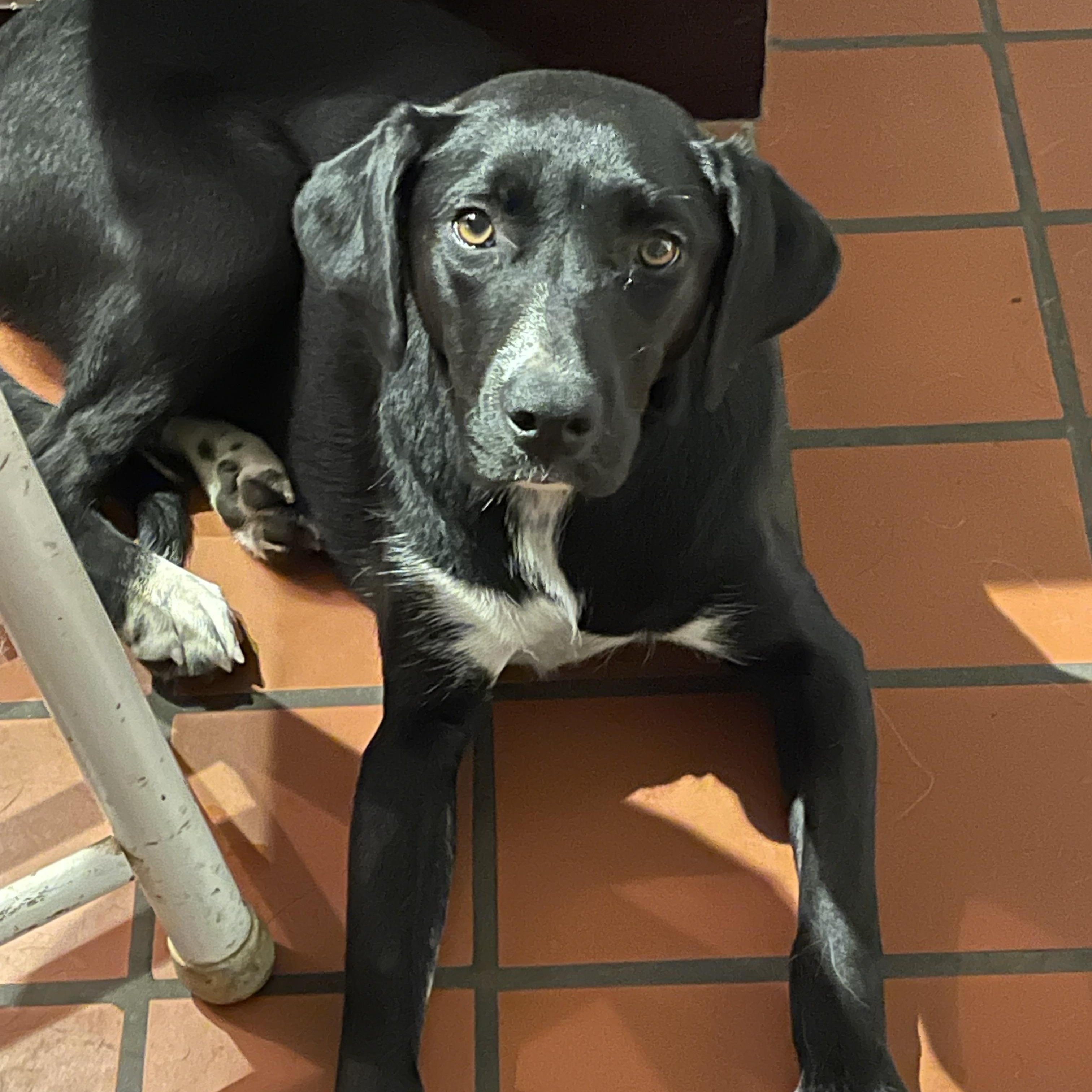 Magic, a Adoptable mixed breed in South Pittsburg, TN image 2/2