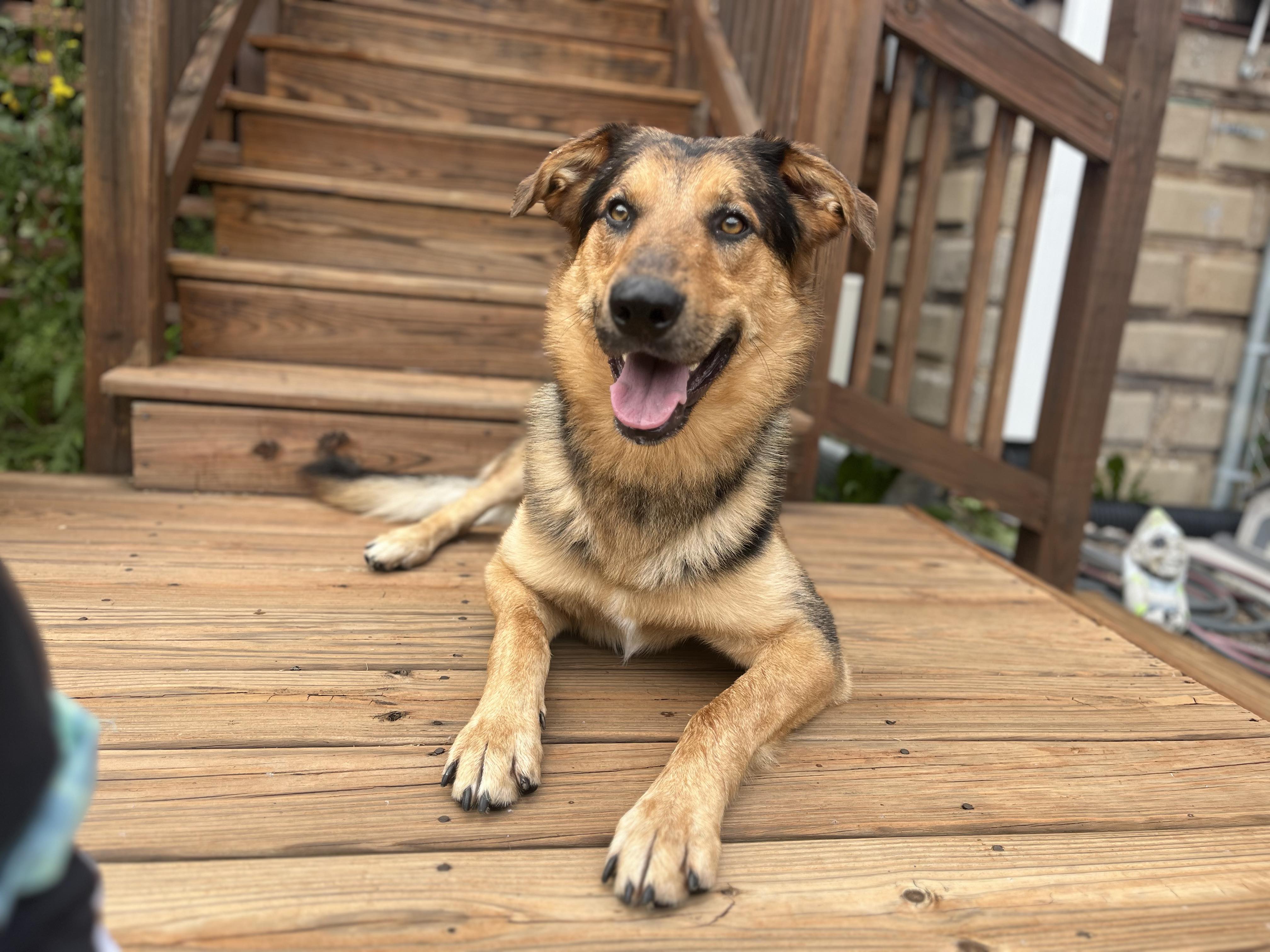Dog for adoption Tony (CAT FRIENDLY!!), a German Shepherd Dog in