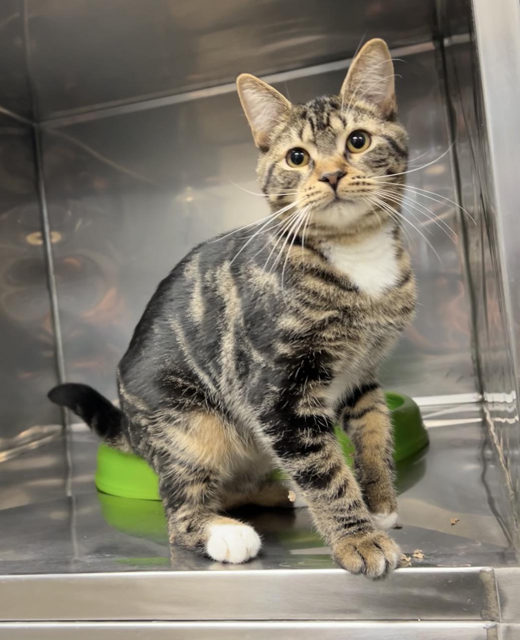 Enlarge Nickle, a Adoptable mixed breed in Montville, NJ image 1/5