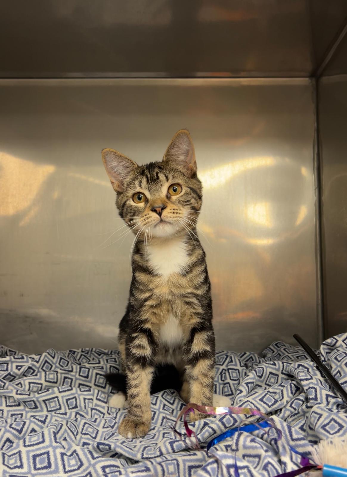 Nickle, Adoptable, Kitten Male Domestic Short Hair & Tabby.