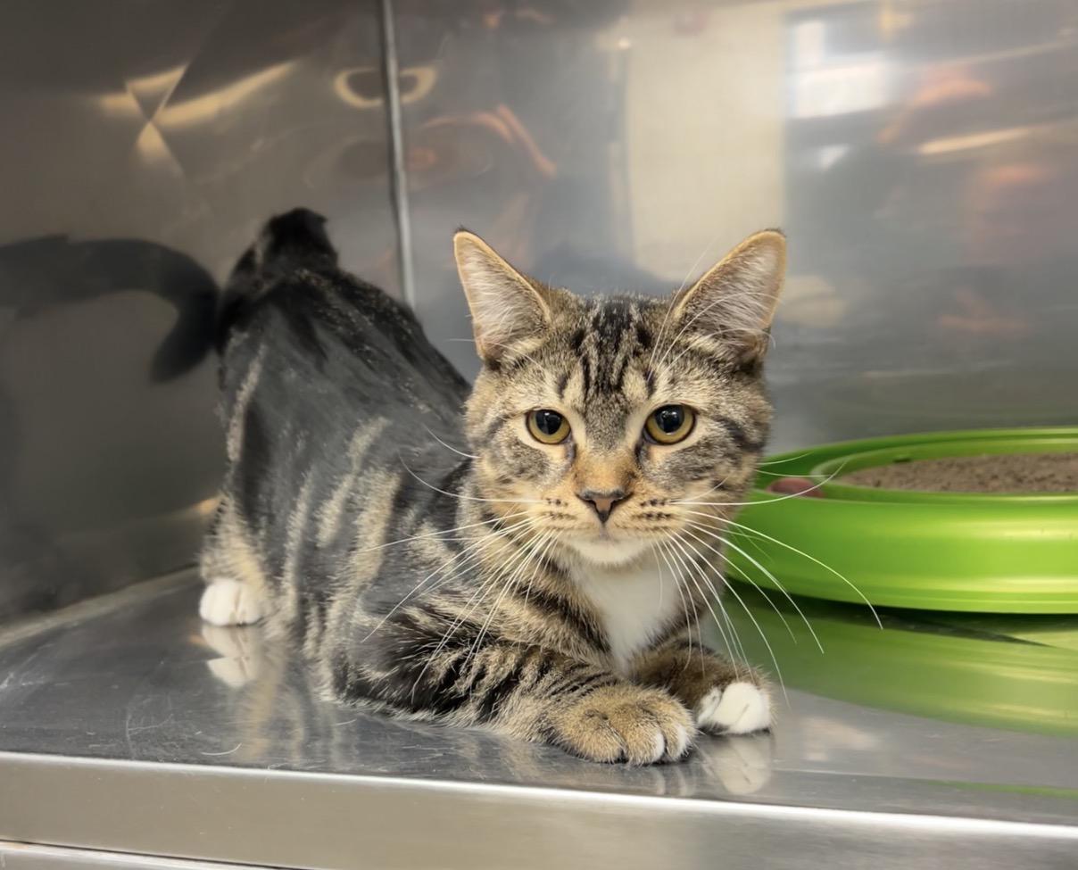 Enlarge Nickle, a Adoptable mixed breed in Montville, NJ image 5/5