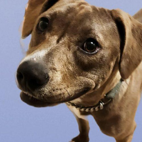 Toffee, Adoptable, Puppy Female Labrador Retriever.