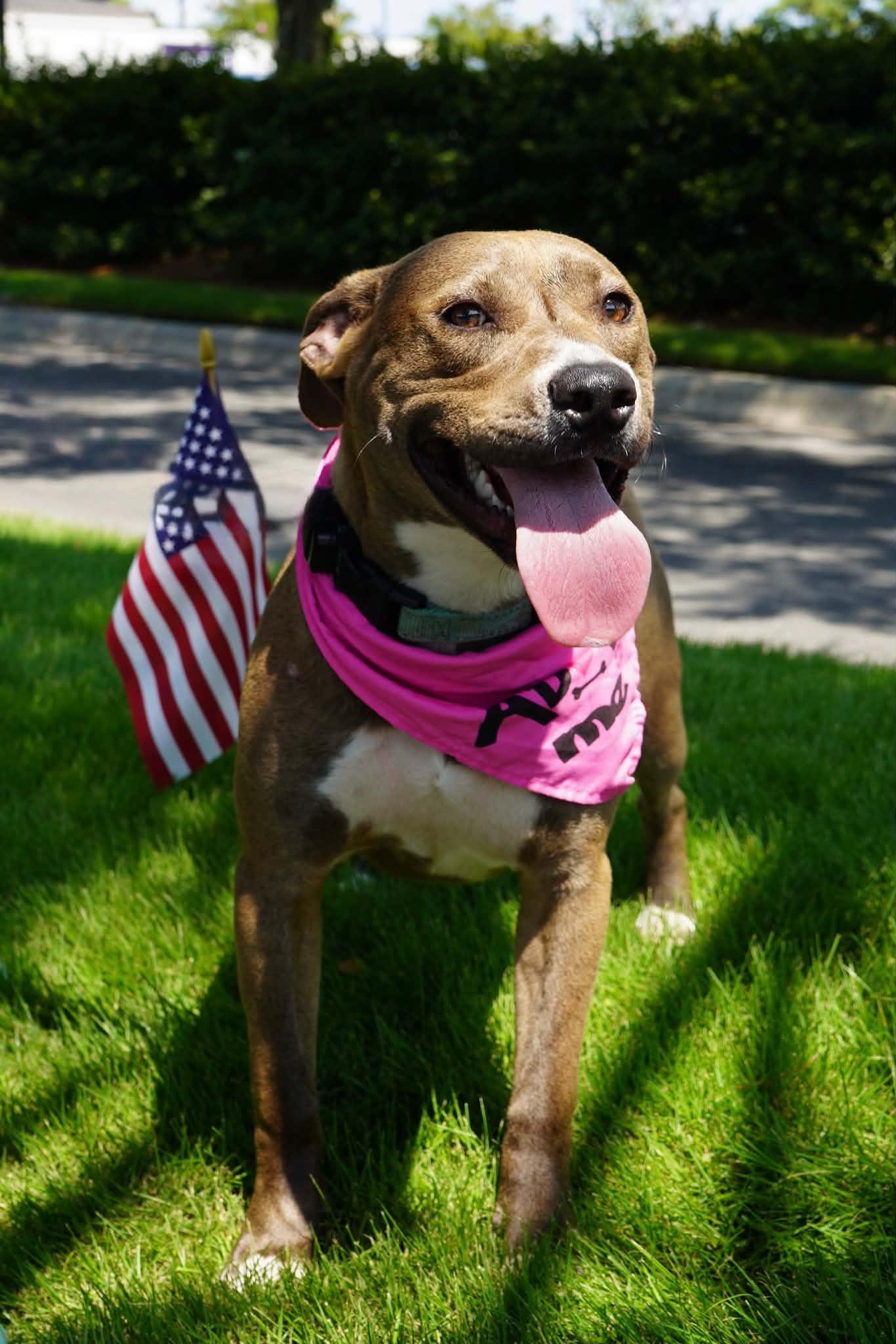 Toffee, a Adoptable Labrador Retriever in Wilmington, NC image 2/6