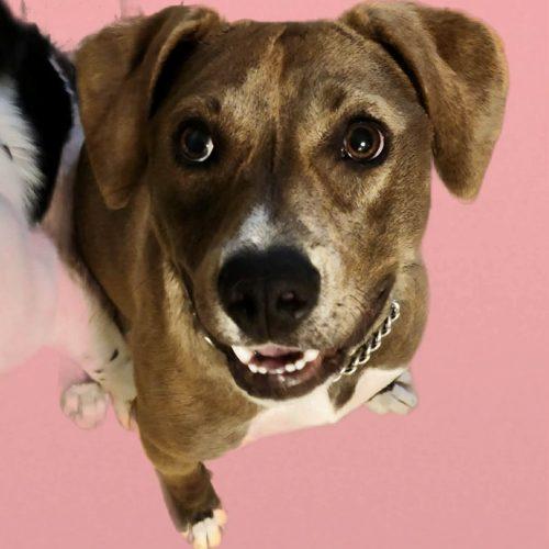 Toffee, a Adoptable Labrador Retriever in Wilmington, NC image 3/6