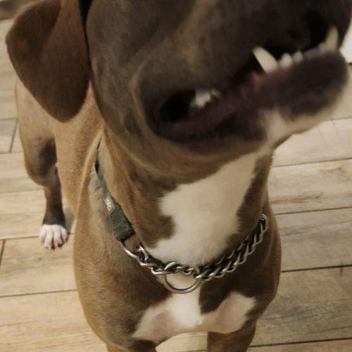 Toffee, a Adoptable Labrador Retriever in Wilmington, NC image 4/6