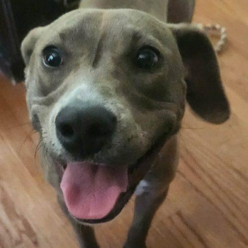 Toffee, a Adoptable Labrador Retriever in Wilmington, NC image 5/6