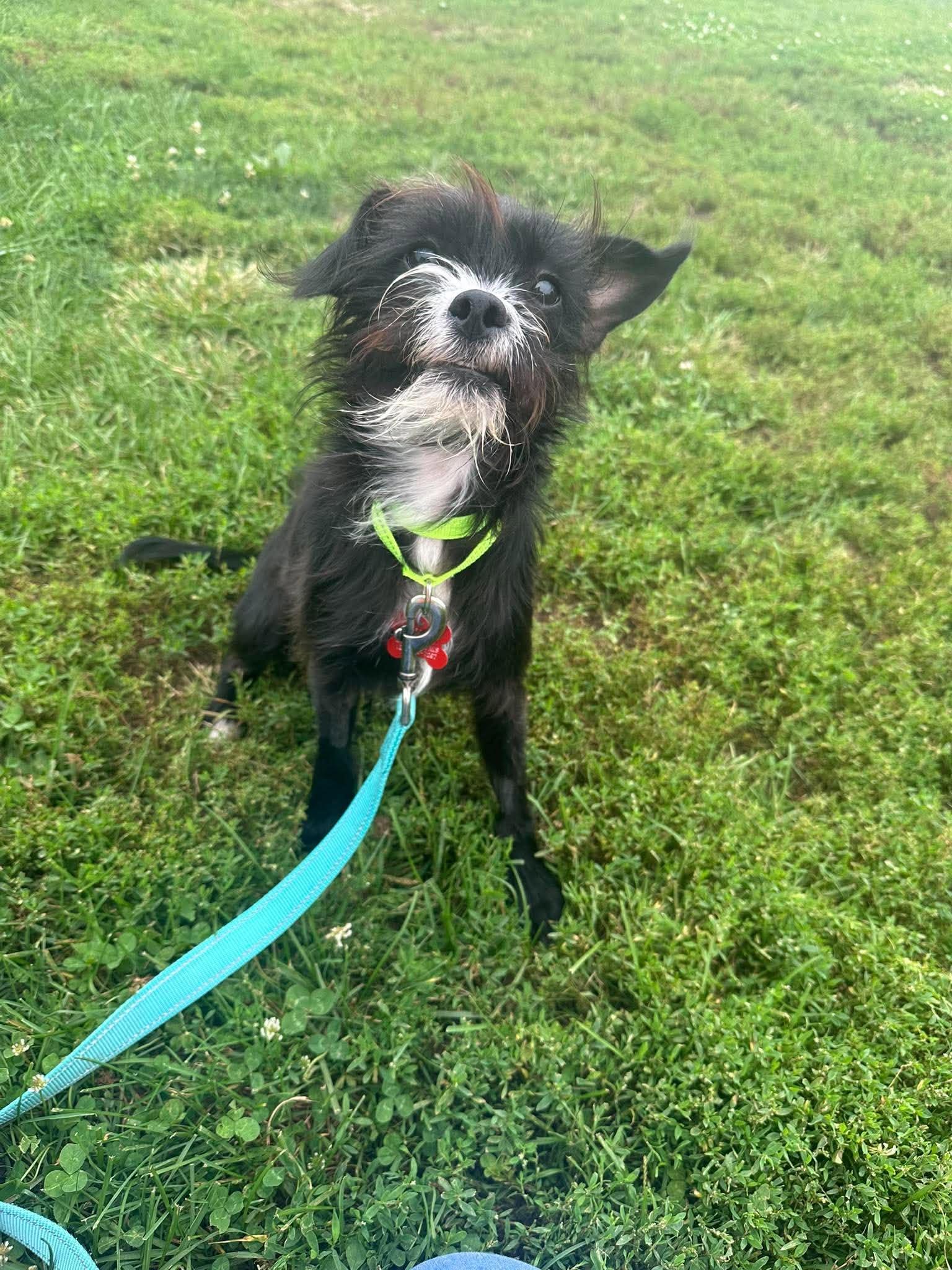Mildred, Adopted, Puppy Female Cairn Terrier.