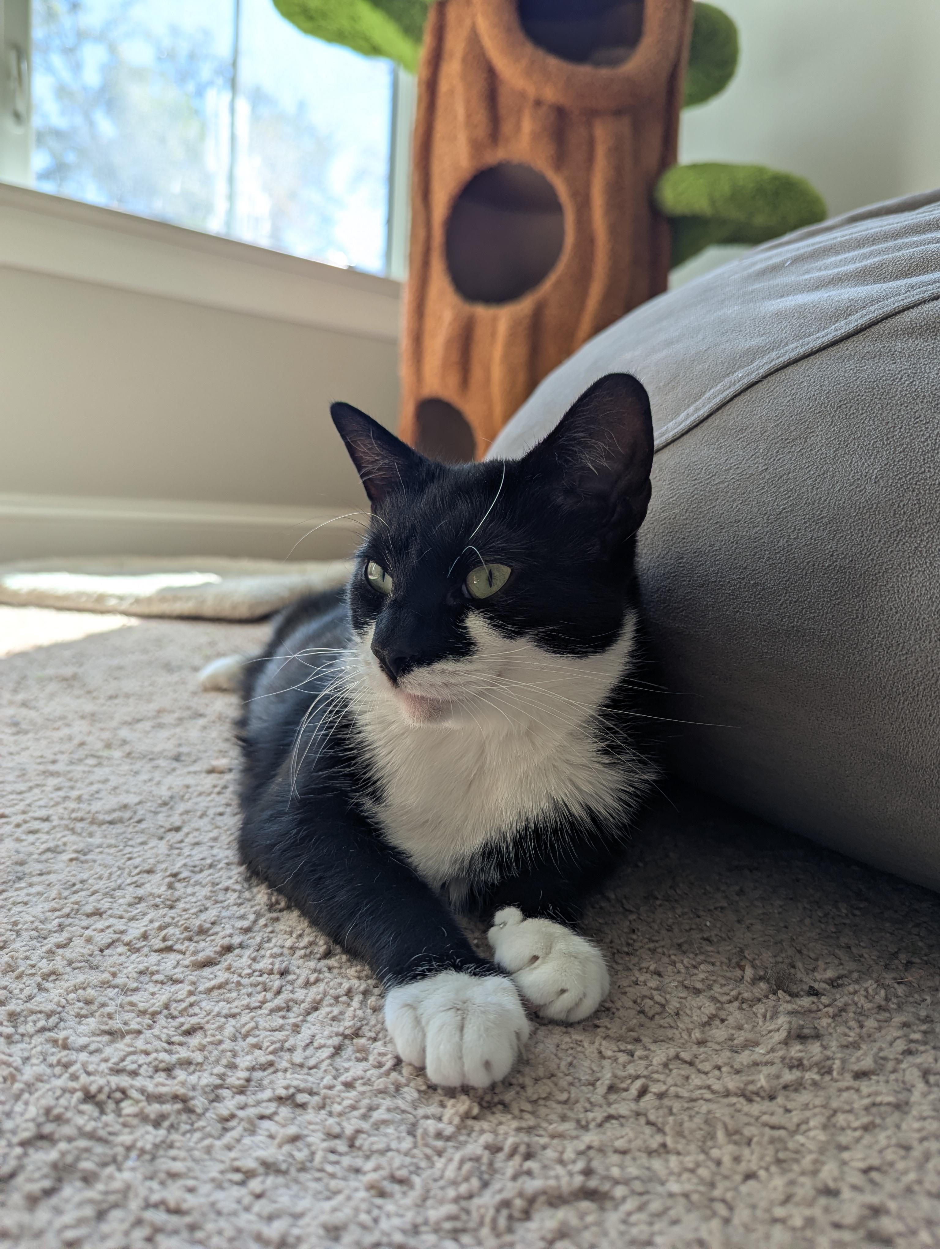 Fiona, Adoptable, Adult Female Tuxedo.