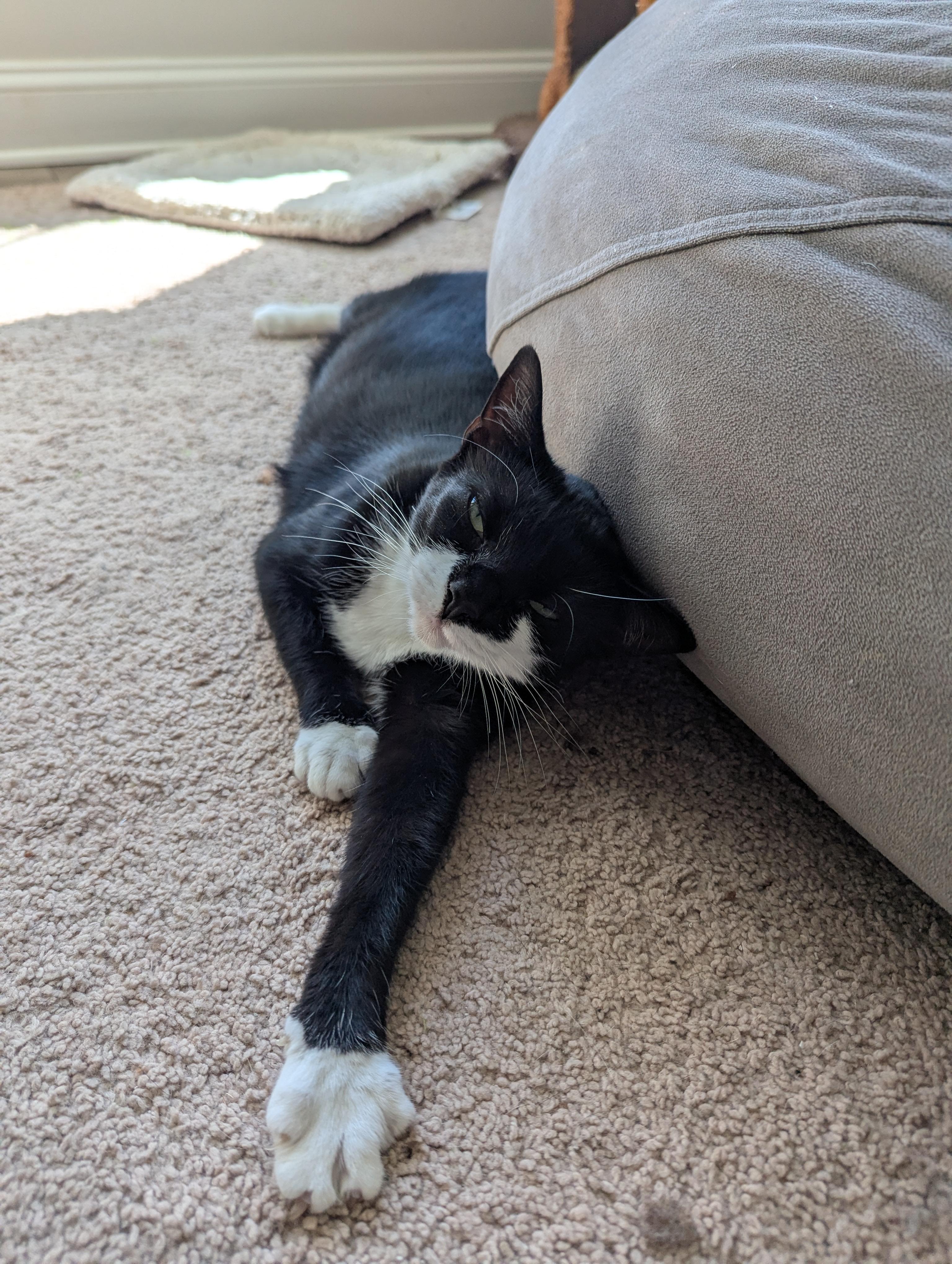 Fiona, a Adoptable Tuxedo in lititz, PA image 2/2