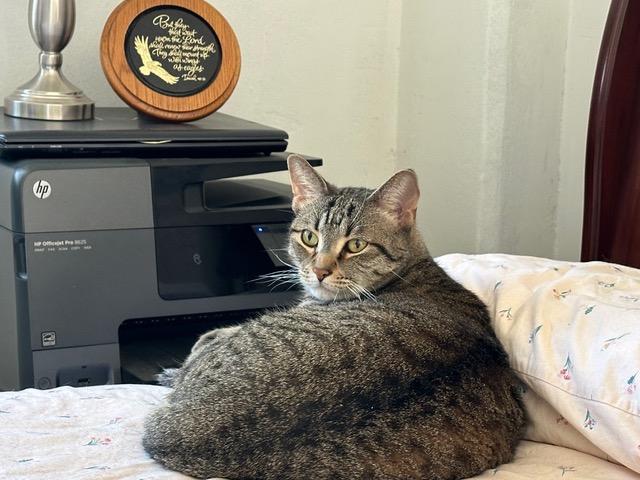 Sampson: Courtesy Post, Adoptable, Adult Male Domestic Short Hair.