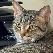 Sampson: Courtesy Post, a Adoptable mixed breed in New York, NY image 2/2