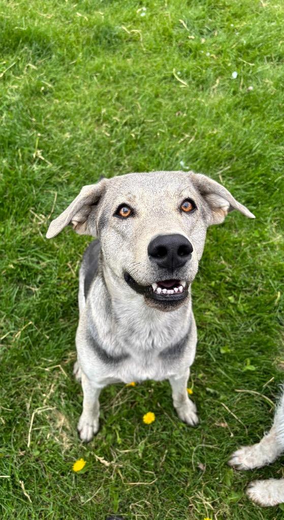Wile, Adoptable, Young Female Labrador Retriever & Mixed Breed.