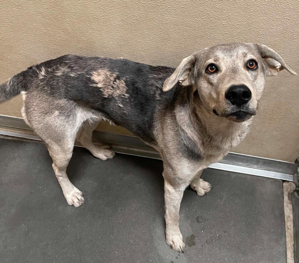 Wile, a Adoptable mixed breed in Green River, WY image 2/4