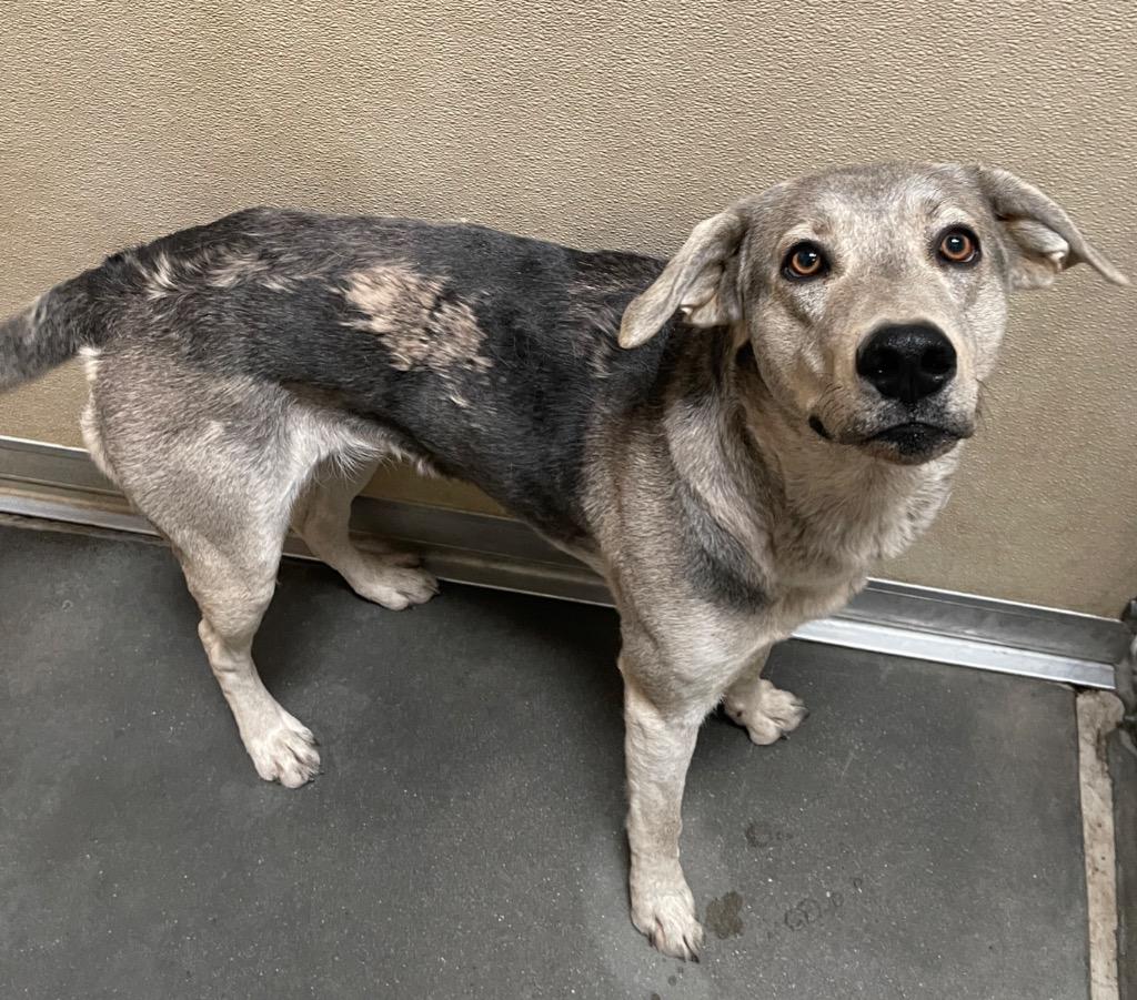Wile, a Adoptable mixed breed in Green River, WY image 3/4
