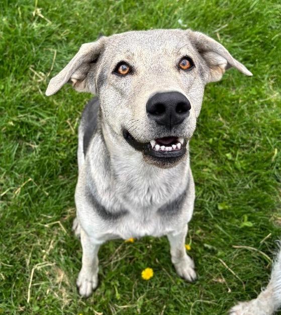 Wile, a Adoptable mixed breed in Green River, WY image 4/4