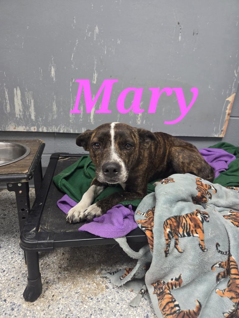 Mary, Adoptable, Puppy Female Cattle Dog & Affenpinscher.