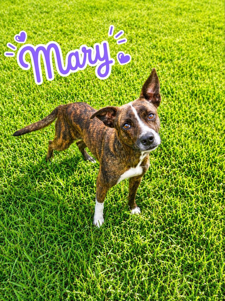 Mary, a Adoptable mixed breed in Livingston, LA image 2/3