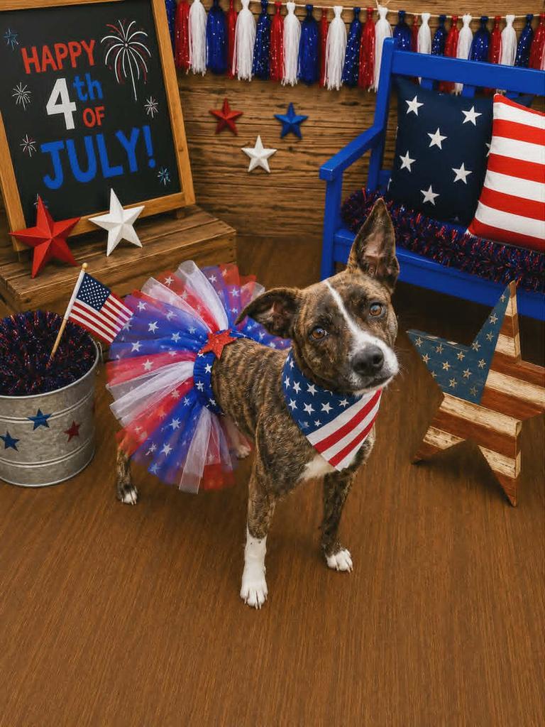 Mary, a Adoptable mixed breed in Livingston, LA image 3/3