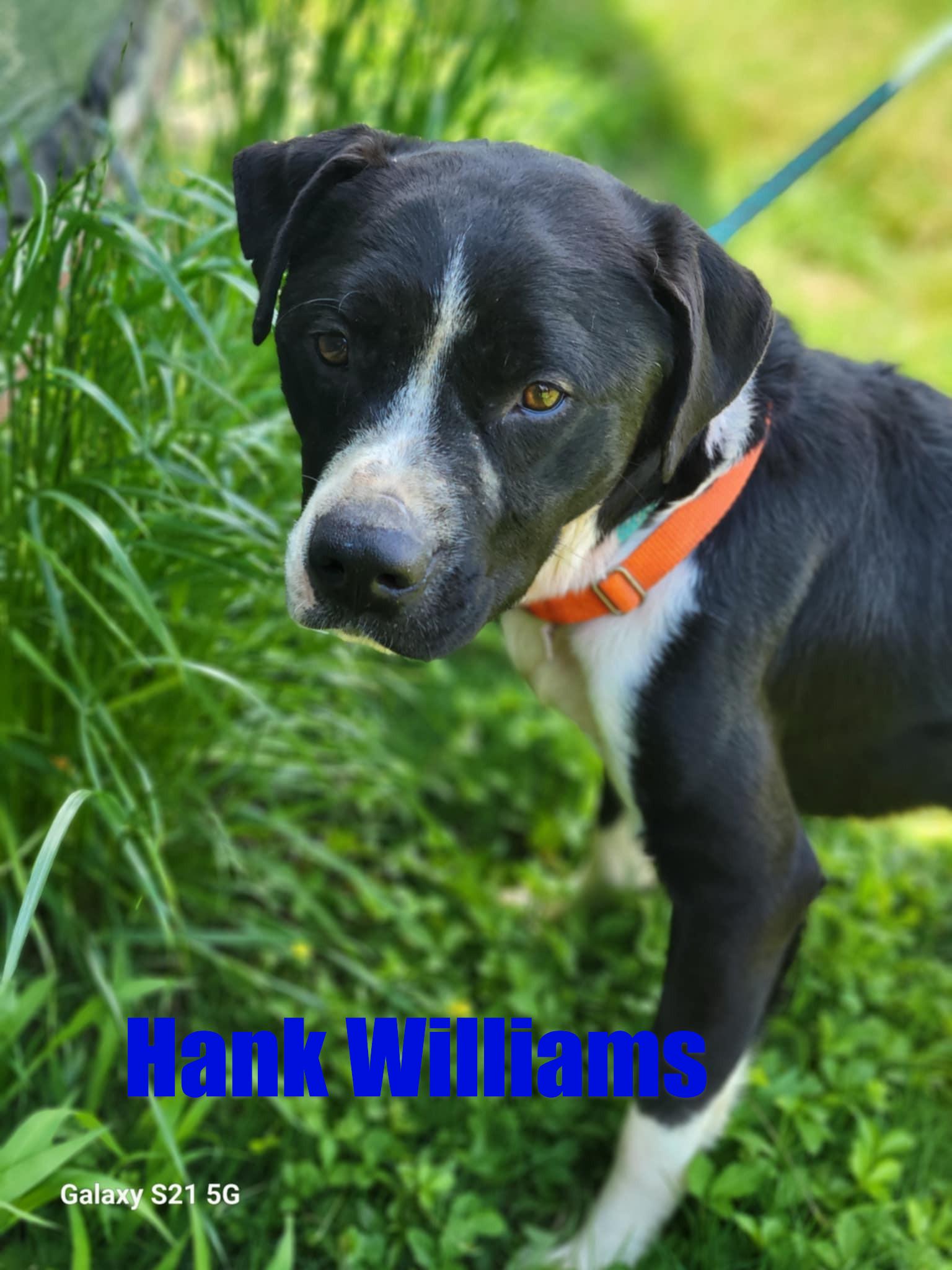 Hank Williams, Adoptable, Adult Male Mixed Breed.