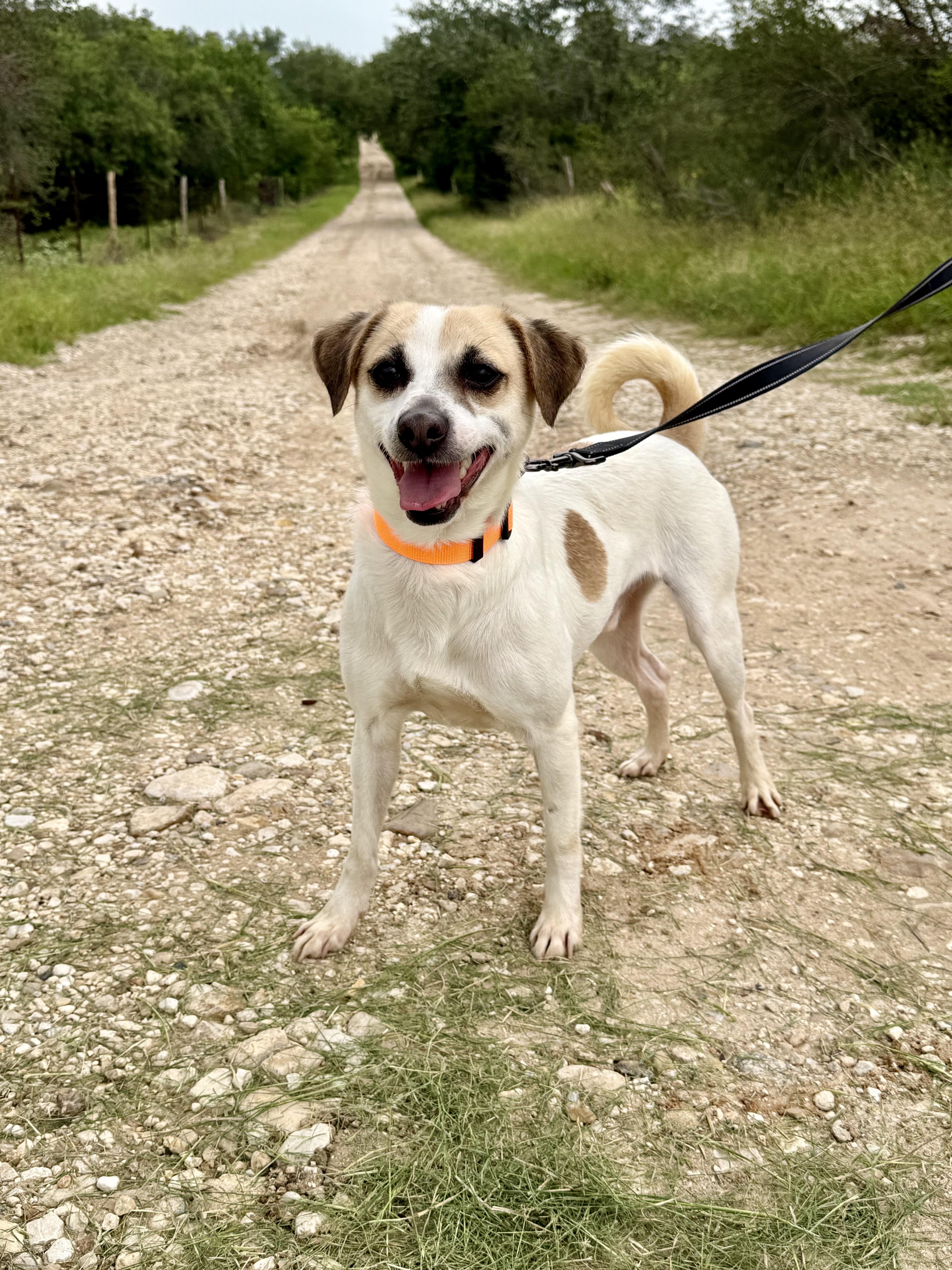 Chico, Adult Male Jack Russell Terrier