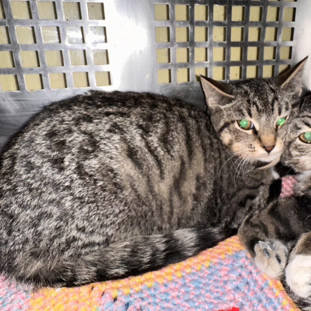 Chet, a Adoptable Domestic Short Hair in Mount Vernon, IN image 1/2