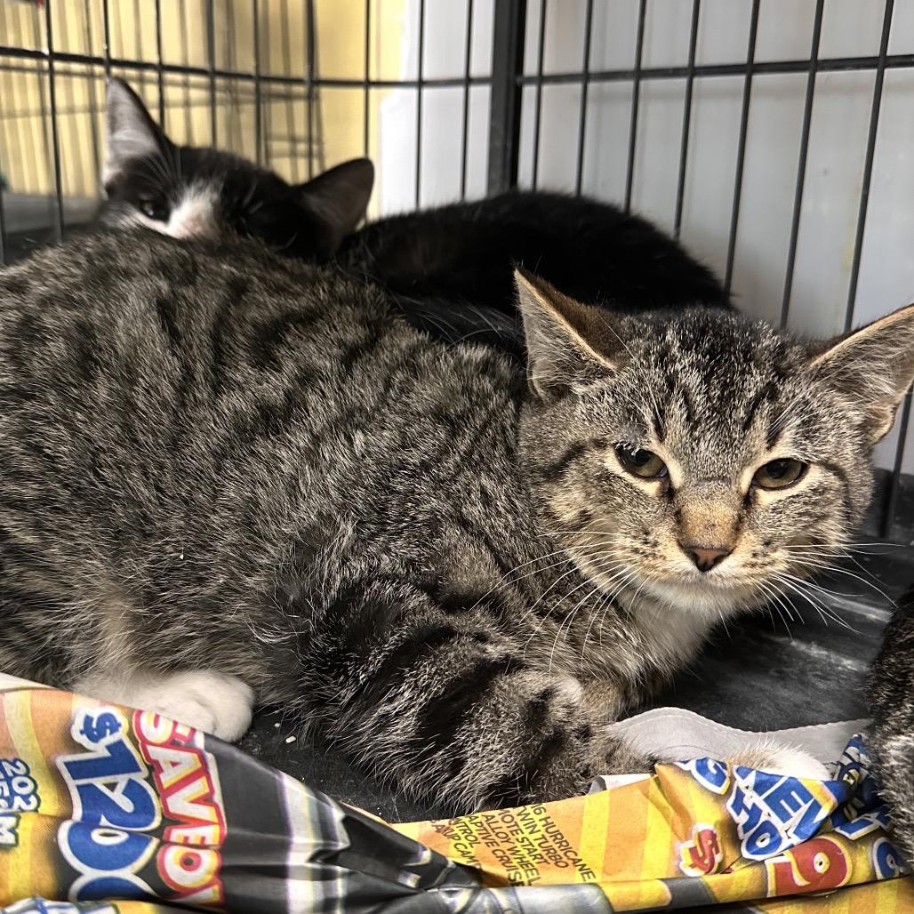 Chet, a Adoptable Domestic Short Hair in Mount Vernon, IN image 2/2