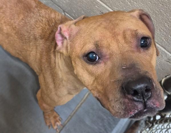 26-06-1663 Gloria, Adoptable, Adult Female Pit Bull Terrier.