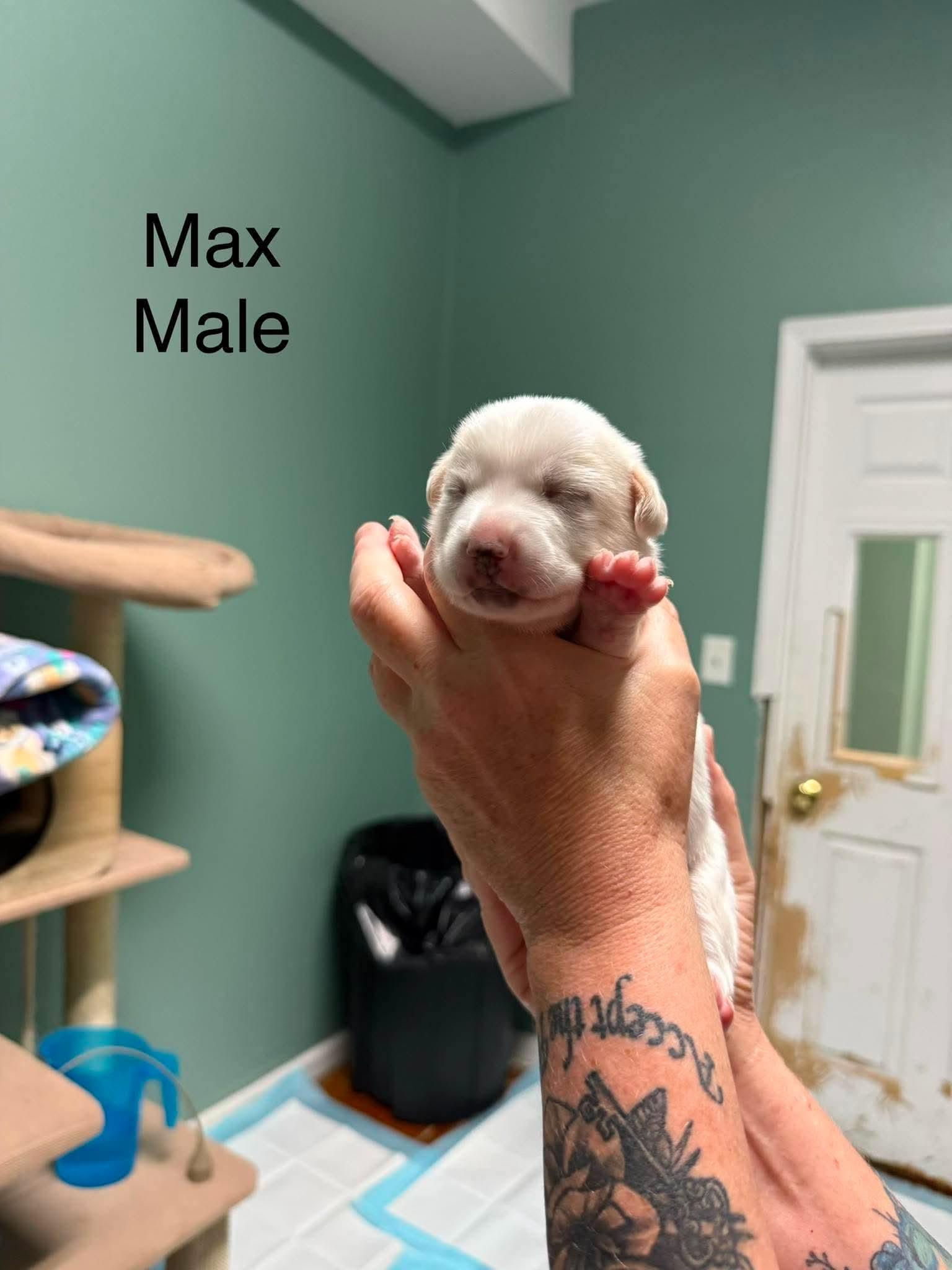 Enlarge Max, a ADOPTABLE mixed breed in Elkton, MD image 1/1