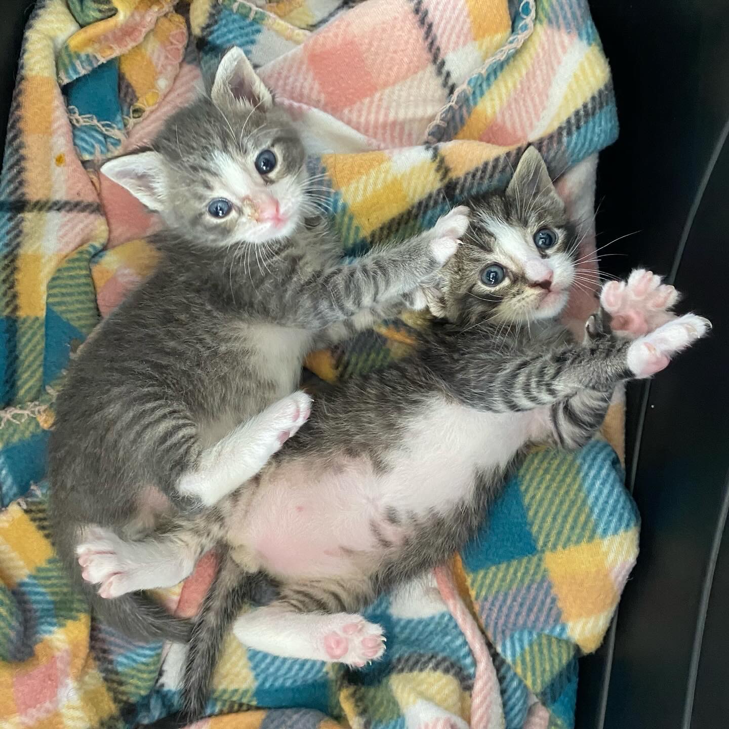 Enlarge Winston & Miller, a Adopted Domestic Short Hair in West Berlin, NJ image 4/6