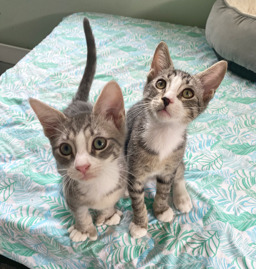 Enlarge Winston & Miller, a Adopted Domestic Short Hair in West Berlin, NJ image 3/6