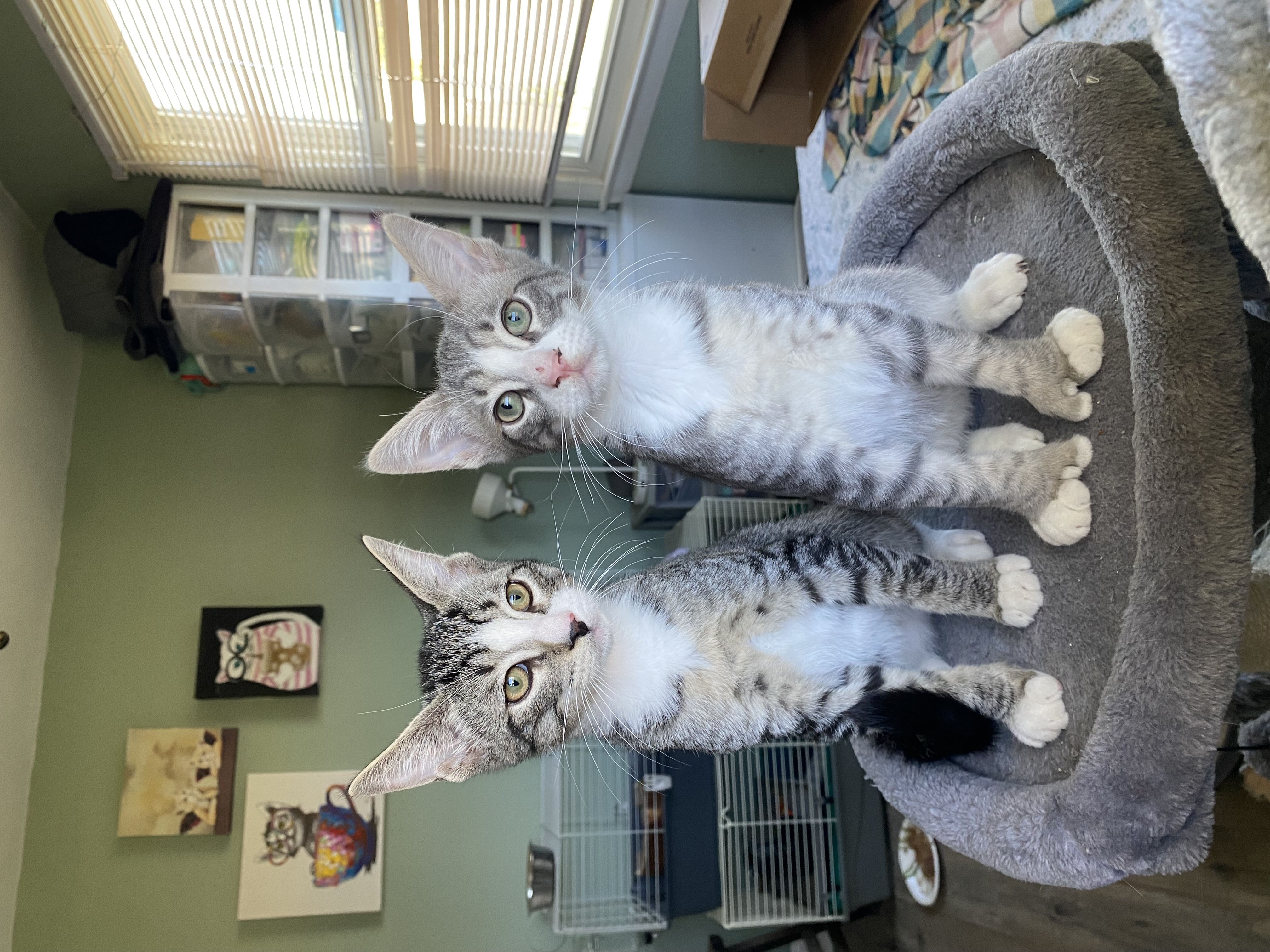 Winston & Miller, Adopted, Young Male Domestic Short Hair.