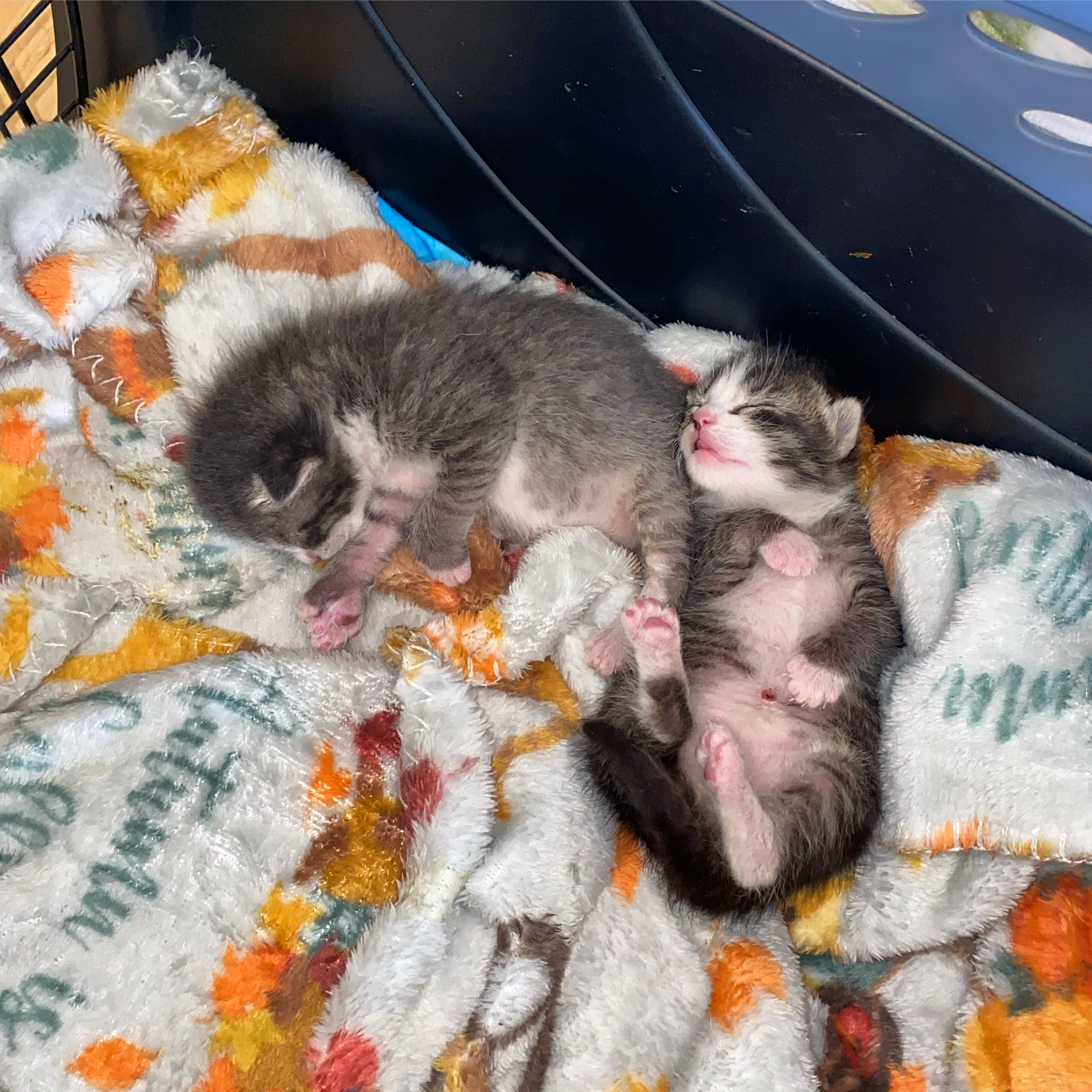 Enlarge Winston & Miller, a Adopted Domestic Short Hair in West Berlin, NJ image 5/6